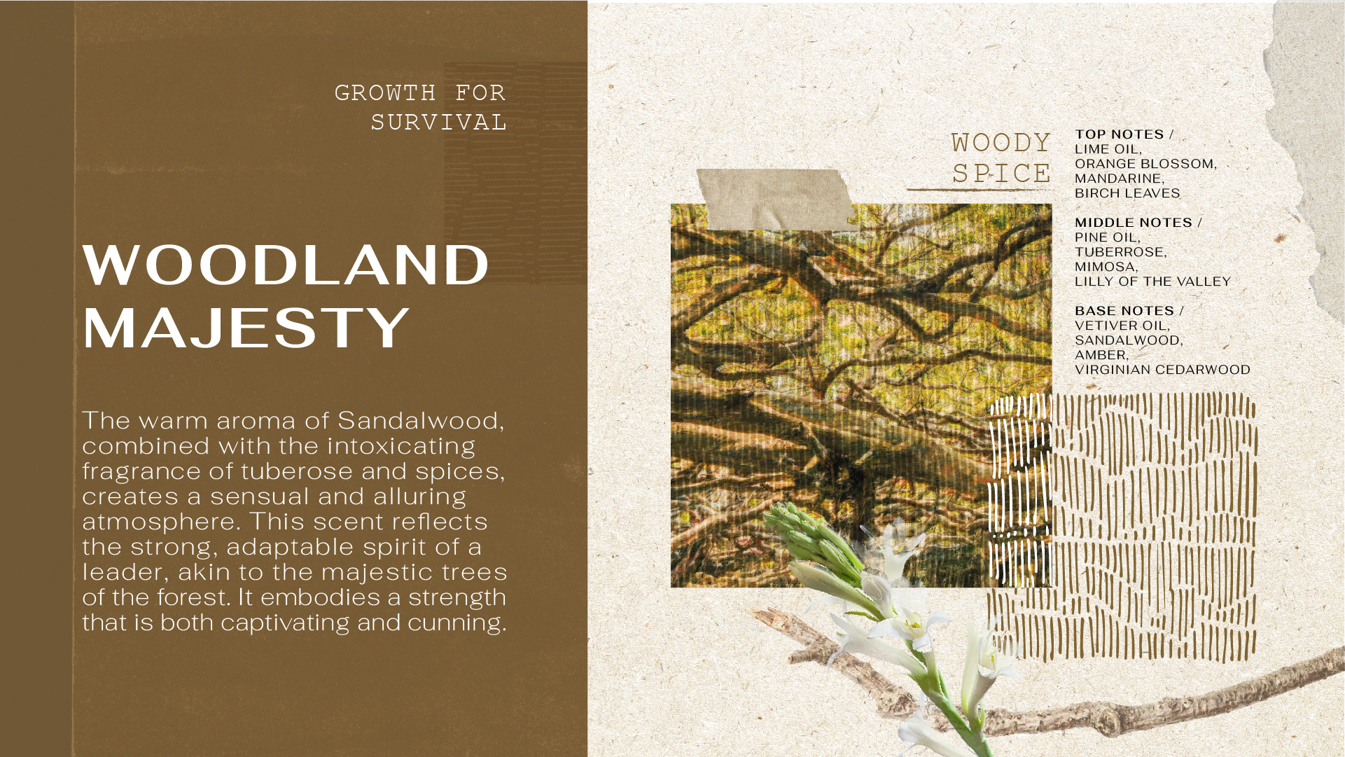 2_Forest Perfum sos blog_Woodland-Majesty_thai