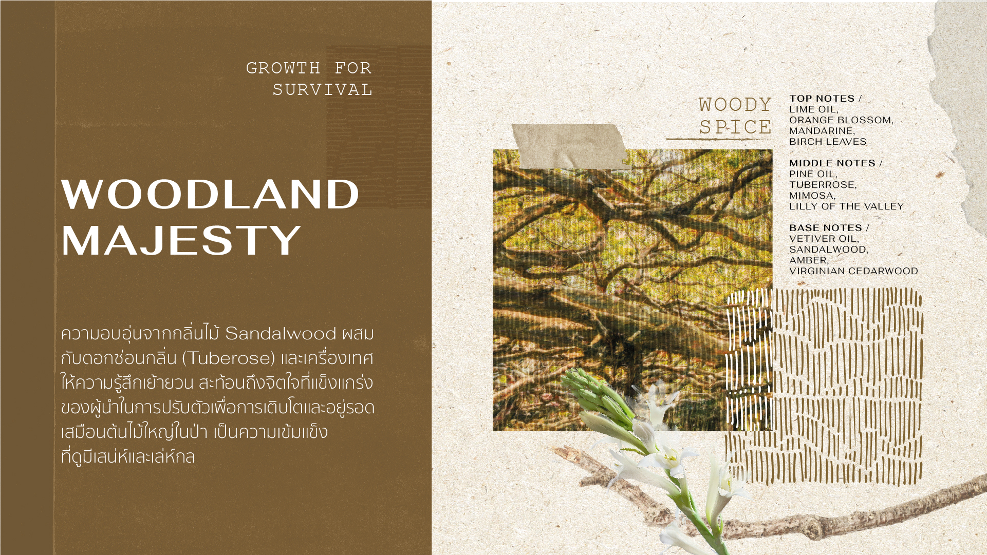 2_Forest Perfum sos blog_Woodland-Majesty_thai