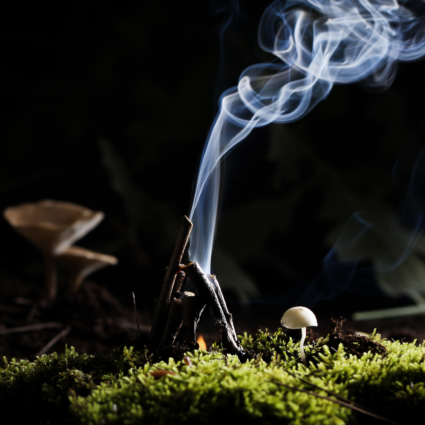 forest-parfum_ritual